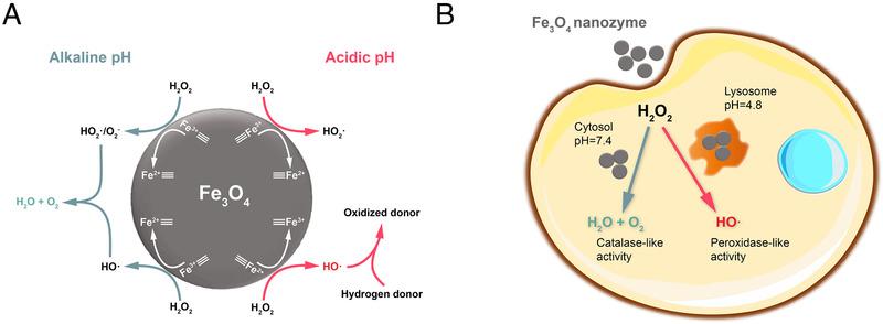 https://cdn.ncbi.nlm.nih.gov/pmc/blobs/c377/10291575/50fd07200e09/EXP2-1-75-g002.jpg