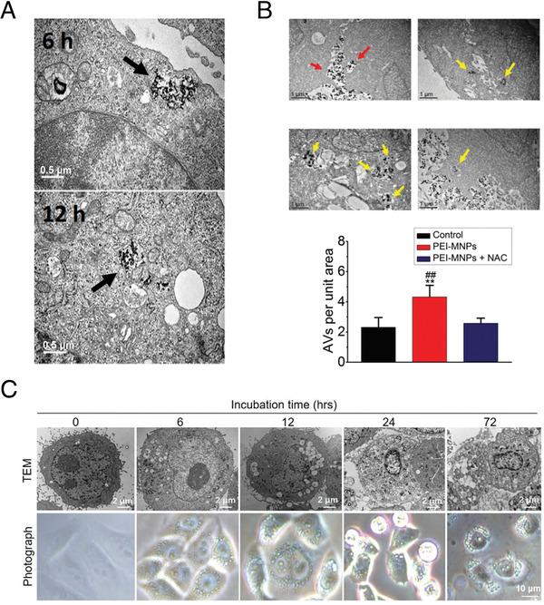 https://cdn.ncbi.nlm.nih.gov/pmc/blobs/c377/10291575/c6c5c8a46b10/EXP2-1-75-g003.jpg