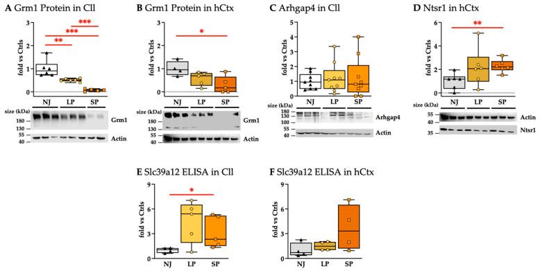 https://cdn.ncbi.nlm.nih.gov/pmc/blobs/c37a/12249923/09bb0954dd58/ijms-26-06262-g009.jpg