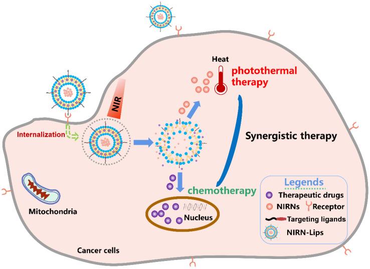 https://cdn.ncbi.nlm.nih.gov/pmc/blobs/c37a/8704010/64f20b7a155e/pharmaceutics-13-02070-g005.jpg