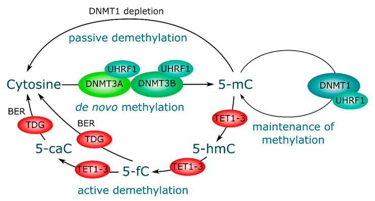 https://cdn.ncbi.nlm.nih.gov/pmc/blobs/c37c/7564410/1e78ff5839a9/genes-11-01084-g001.jpg