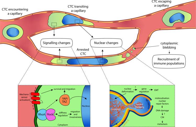 https://cdn.ncbi.nlm.nih.gov/pmc/blobs/c37c/7782506/8e20e28c1c86/41416_2020_1176_Fig1_HTML.jpg
