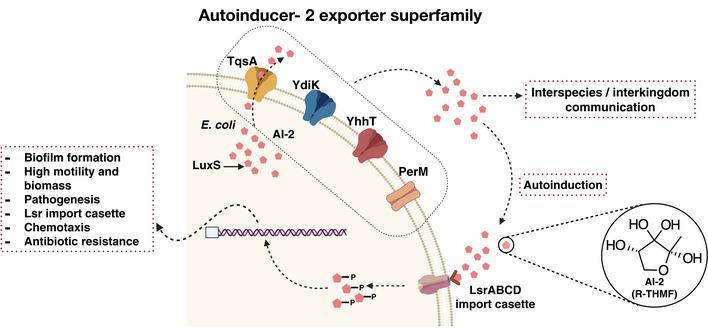 https://cdn.ncbi.nlm.nih.gov/pmc/blobs/c381/9475539/c136b573fe95/EMBJ-41-e109990-g002.jpg