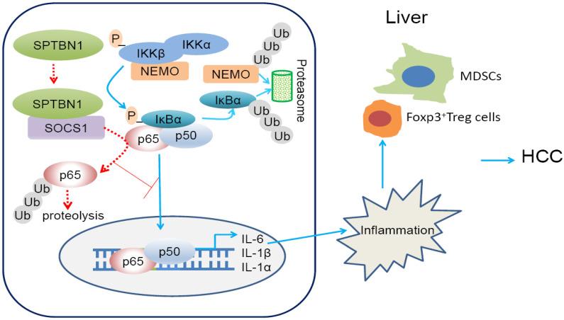https://cdn.ncbi.nlm.nih.gov/pmc/blobs/c383/7977457/b87982b2ebe0/thnov11p4232g008.jpg