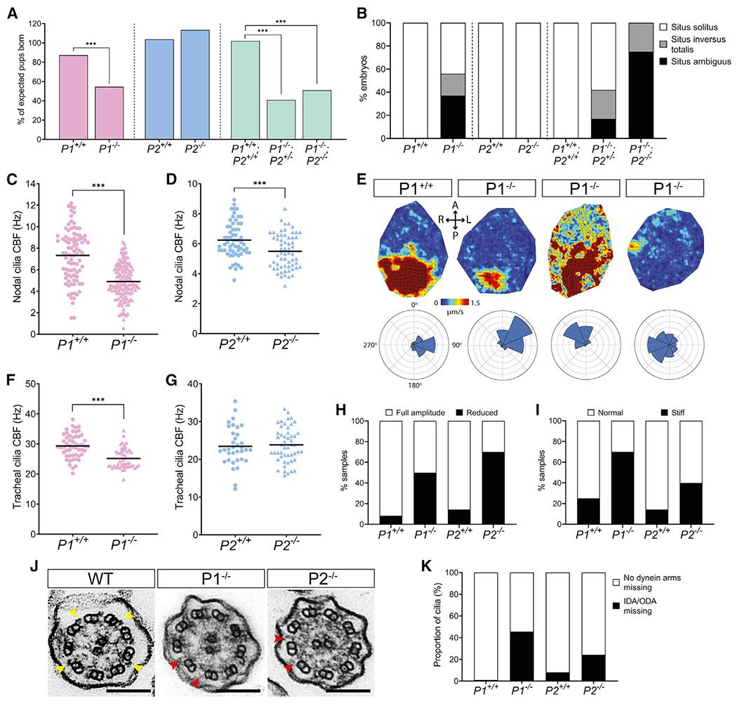 https://cdn.ncbi.nlm.nih.gov/pmc/blobs/c384/8595878/4e1839e5a5f0/nihms-1749474-f0007.jpg