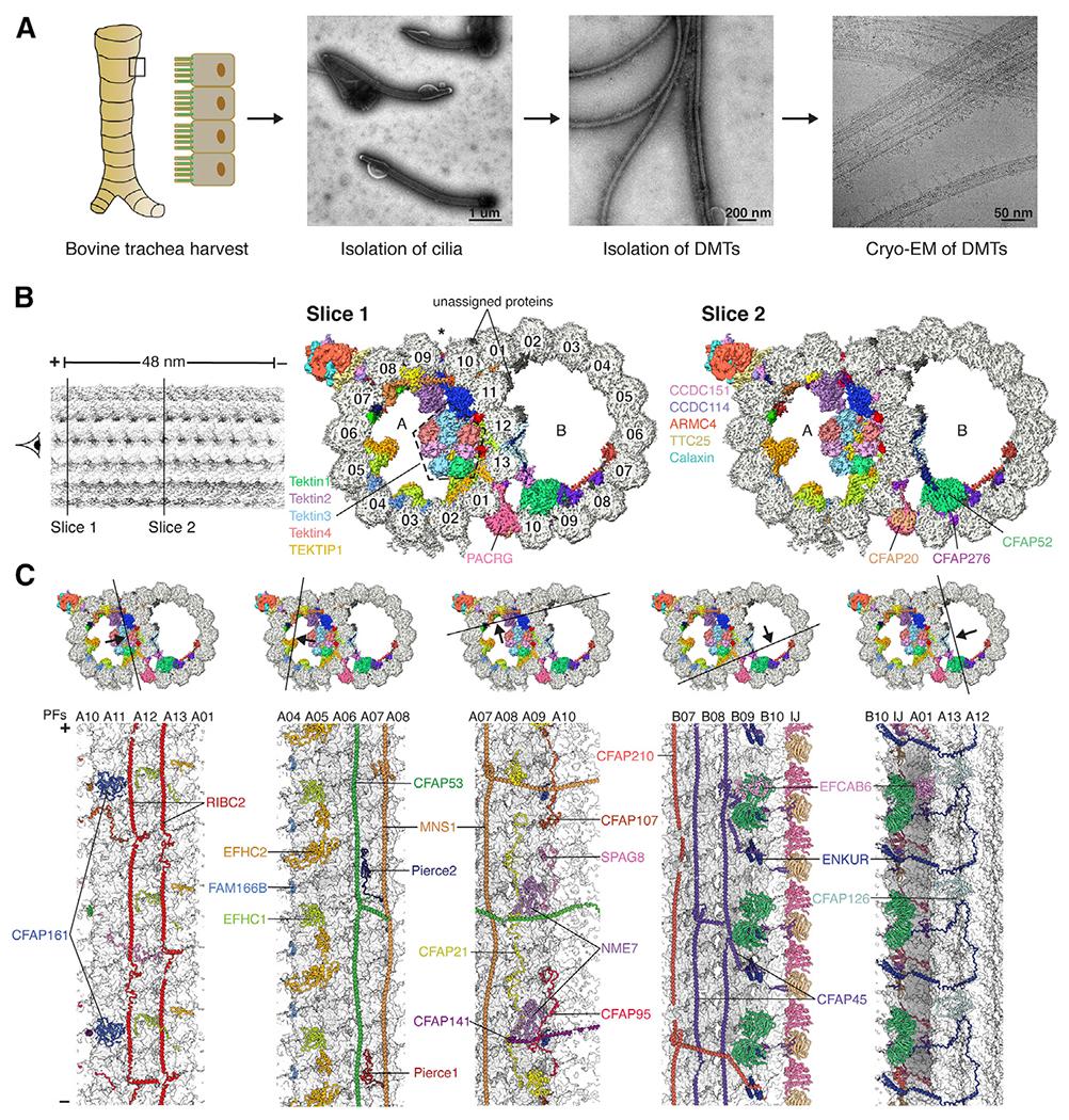https://cdn.ncbi.nlm.nih.gov/pmc/blobs/c384/8595878/5cc3a9c6bea4/nihms-1749474-f0001.jpg