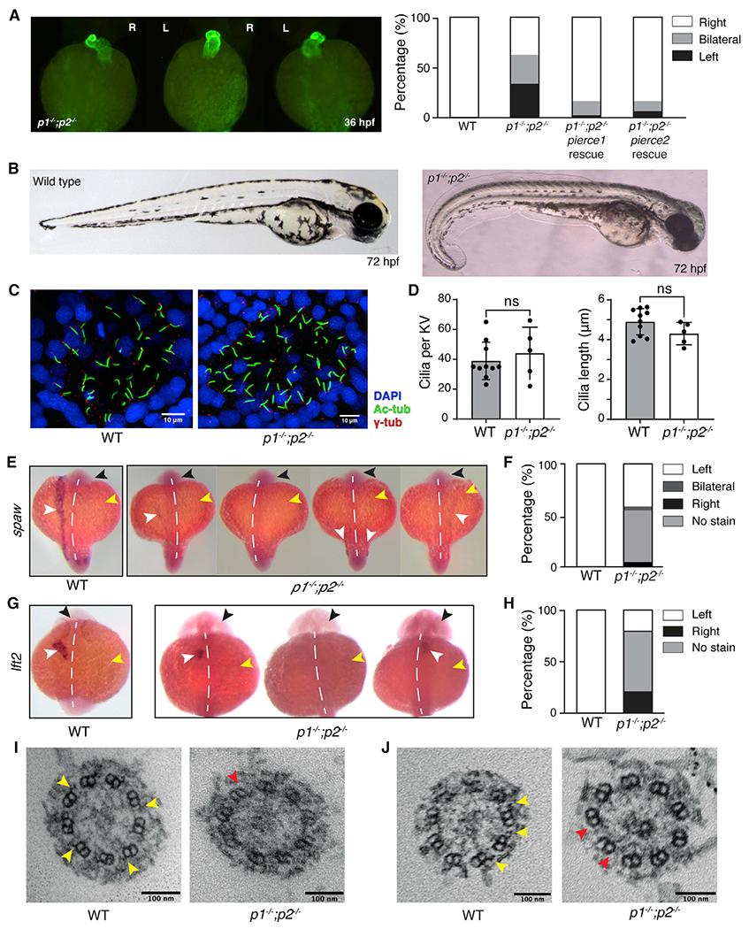 https://cdn.ncbi.nlm.nih.gov/pmc/blobs/c384/8595878/f92bf2283f54/nihms-1749474-f0006.jpg