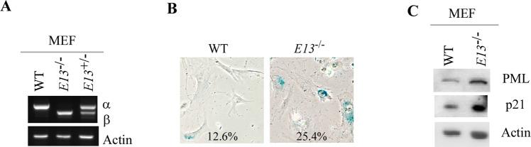 https://cdn.ncbi.nlm.nih.gov/pmc/blobs/c386/9834251/660e8293a1cb/41419_2022_5529_Fig2_HTML.jpg