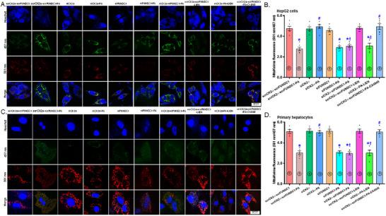 https://cdn.ncbi.nlm.nih.gov/pmc/blobs/c387/12246556/24cb965a0742/MCO2-6-e70277-g001.jpg