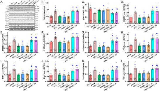 https://cdn.ncbi.nlm.nih.gov/pmc/blobs/c387/12246556/466fa2e3d3c7/MCO2-6-e70277-g008.jpg