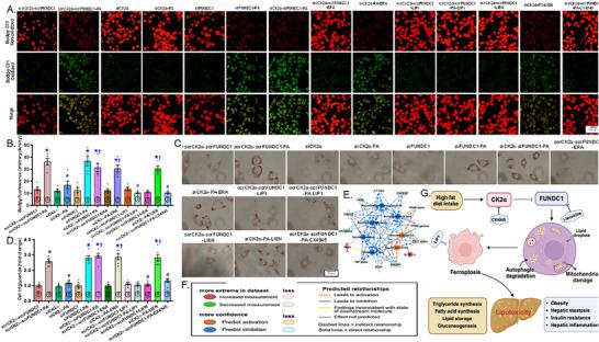 https://cdn.ncbi.nlm.nih.gov/pmc/blobs/c387/12246556/de0cbfa30a1a/MCO2-6-e70277-g005.jpg