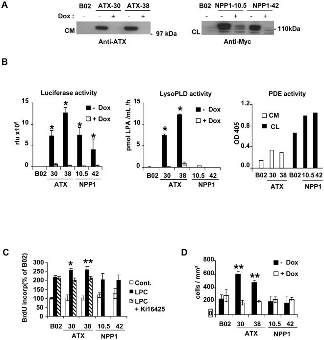 https://cdn.ncbi.nlm.nih.gov/pmc/blobs/c387/2840030/75f00f3fe6d0/pone.0009741.g001.jpg