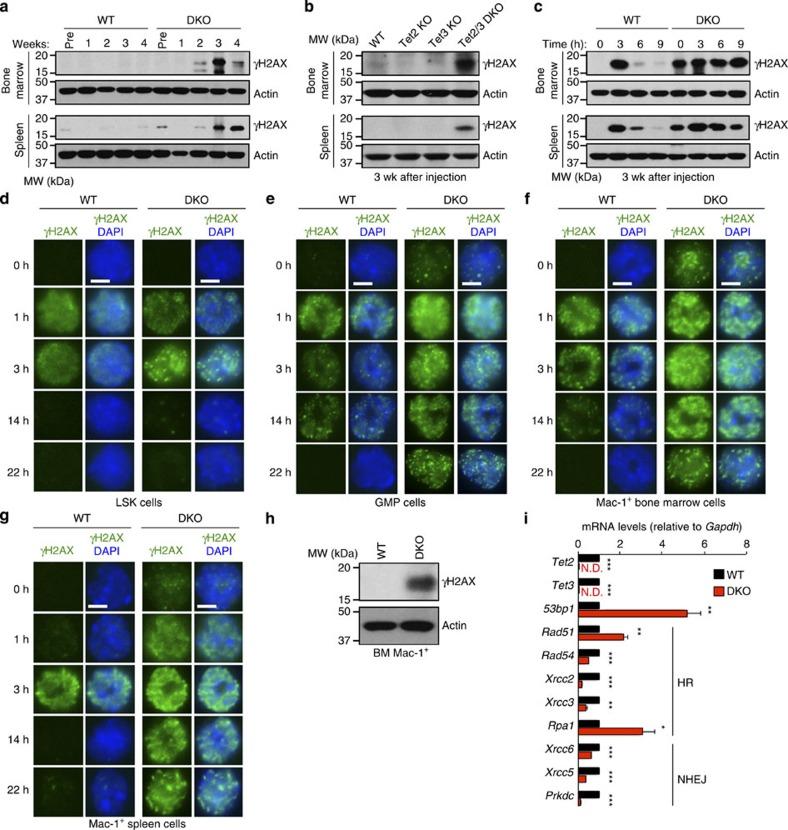 https://cdn.ncbi.nlm.nih.gov/pmc/blobs/c388/4674670/5669bd1d5517/ncomms10071-f6.jpg