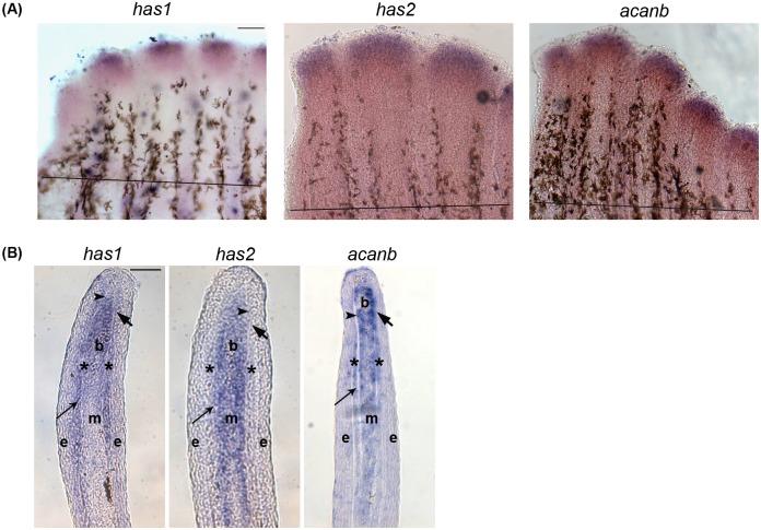 https://cdn.ncbi.nlm.nih.gov/pmc/blobs/c38b/4734779/407bfe792f64/pone.0148202.g001.jpg
