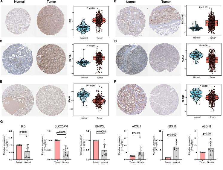 https://cdn.ncbi.nlm.nih.gov/pmc/blobs/c38c/12125160/30983dd6c00f/10565_2025_10023_Fig14_HTML.jpg