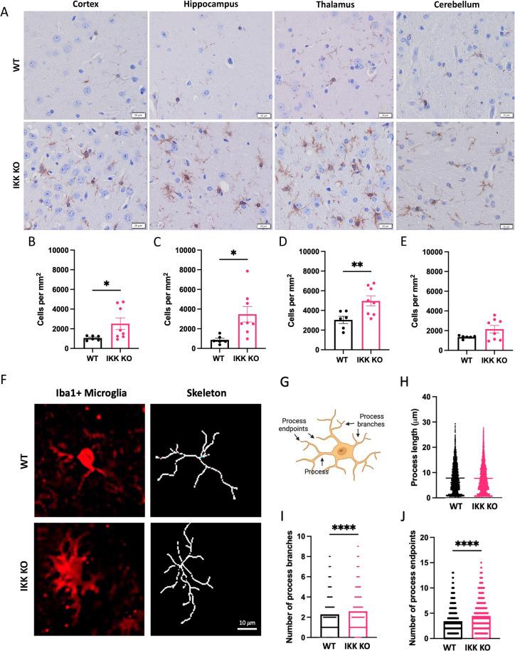 https://cdn.ncbi.nlm.nih.gov/pmc/blobs/c38e/12185024/38006412f867/ppat.1012582.g003.jpg