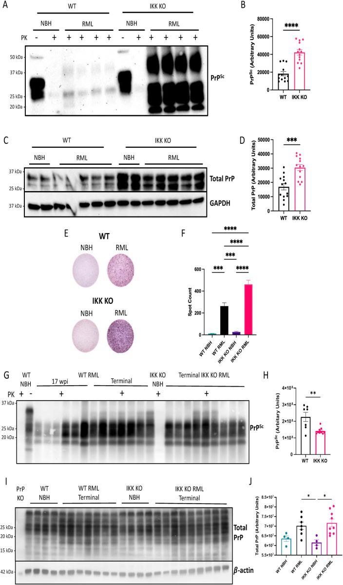 https://cdn.ncbi.nlm.nih.gov/pmc/blobs/c38e/12185024/e6c59ad723b5/ppat.1012582.g006.jpg