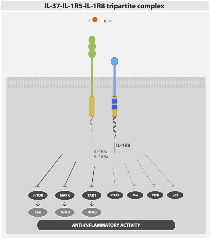 https://cdn.ncbi.nlm.nih.gov/pmc/blobs/c38e/4837151/cbe080bc74e1/fimmu-07-00149-g002.jpg