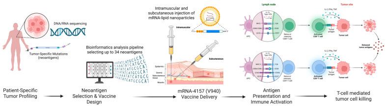 https://cdn.ncbi.nlm.nih.gov/pmc/blobs/c38f/12071127/6825808e8864/cancers-17-01408-g002.jpg