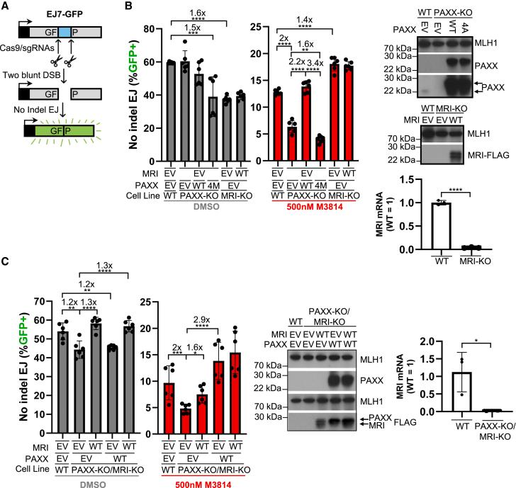 https://cdn.ncbi.nlm.nih.gov/pmc/blobs/c38f/12179622/95257cb32c05/gr1.jpg