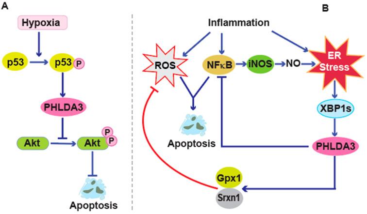 https://cdn.ncbi.nlm.nih.gov/pmc/blobs/c390/11988131/0f7d71ad1032/cancers-17-01069-g003.jpg