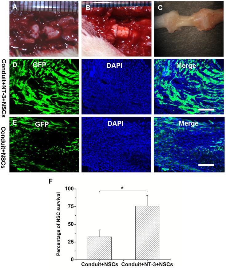 https://cdn.ncbi.nlm.nih.gov/pmc/blobs/c390/4162607/640ade4fba65/pone.0107517.g005.jpg