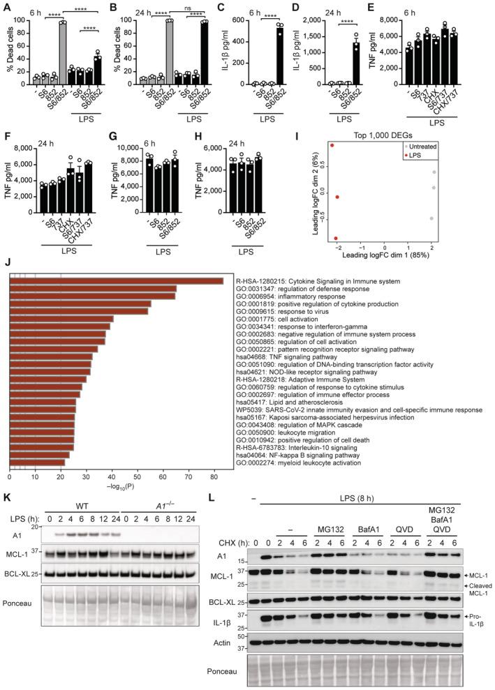 https://cdn.ncbi.nlm.nih.gov/pmc/blobs/c394/10626451/56205afce0e4/EMBR-24-e56865-g004.jpg