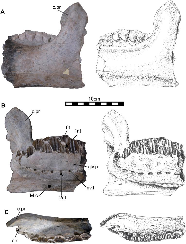 https://cdn.ncbi.nlm.nih.gov/pmc/blobs/c39a/4696827/758cb766ad22/pone.0145904.g009.jpg