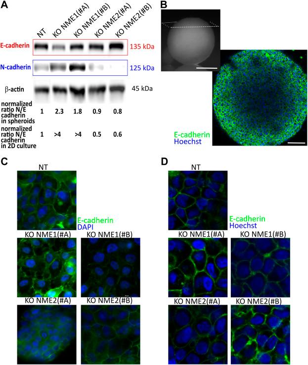 https://cdn.ncbi.nlm.nih.gov/pmc/blobs/c39a/9468677/14f1f53cdd51/fcell-10-926322-g004.jpg