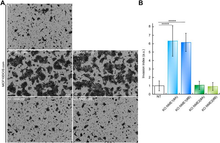 https://cdn.ncbi.nlm.nih.gov/pmc/blobs/c39a/9468677/196ab42f2302/fcell-10-926322-g003.jpg