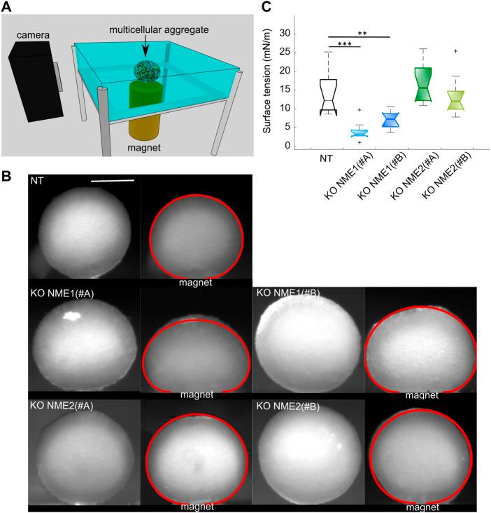https://cdn.ncbi.nlm.nih.gov/pmc/blobs/c39a/9468677/1b90456551d9/fcell-10-926322-g005.jpg