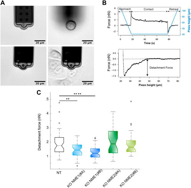 https://cdn.ncbi.nlm.nih.gov/pmc/blobs/c39a/9468677/718c9b7ddc48/fcell-10-926322-g001.jpg