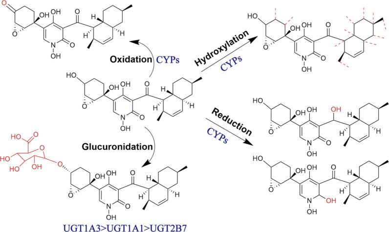 https://cdn.ncbi.nlm.nih.gov/pmc/blobs/c39b/11109052/709379777935/13659_2024_455_Fig4_HTML.jpg