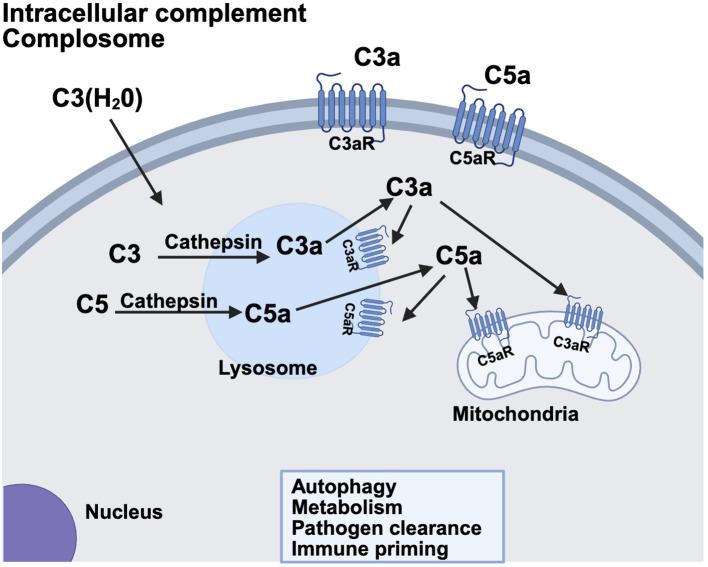 https://cdn.ncbi.nlm.nih.gov/pmc/blobs/c39c/12328418/7103bab3adde/fimmu-16-1643896-g002.jpg