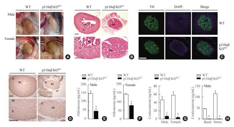 https://cdn.ncbi.nlm.nih.gov/pmc/blobs/c3aa/11525698/33258a6fd3a4/enm-2024-1999f3.jpg