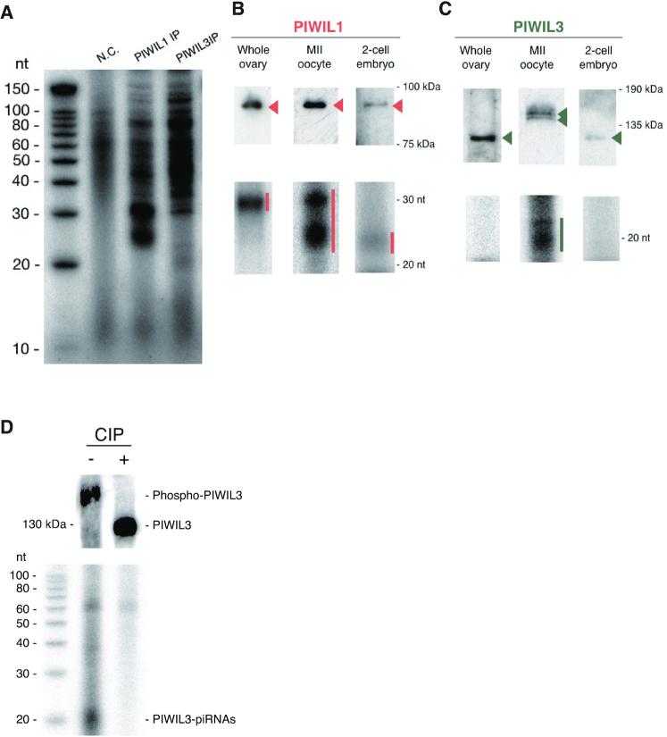 https://cdn.ncbi.nlm.nih.gov/pmc/blobs/c3aa/7969018/abf5e12f0a96/gkab059fig2.jpg