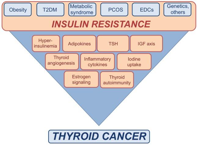 https://cdn.ncbi.nlm.nih.gov/pmc/blobs/c3ab/5694441/53a8c53ecca0/fendo-08-00314-g001.jpg