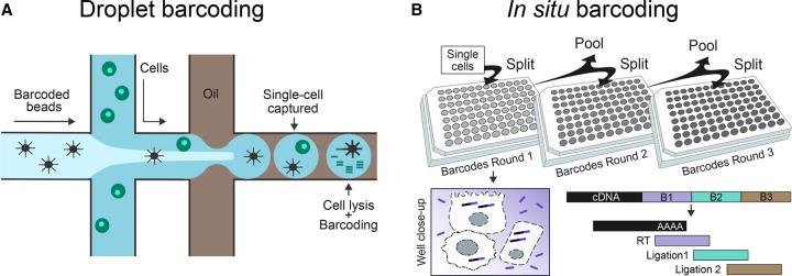 https://cdn.ncbi.nlm.nih.gov/pmc/blobs/c3ac/9704525/f7b06be9c66d/BST-50-1237-g0001.jpg