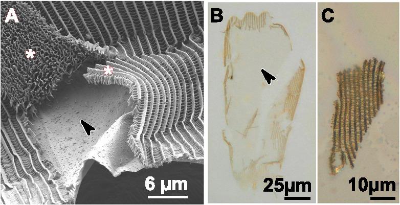 https://cdn.ncbi.nlm.nih.gov/pmc/blobs/c3ae/7138606/93631d291685/elife-52187-fig2-figsupp1.jpg