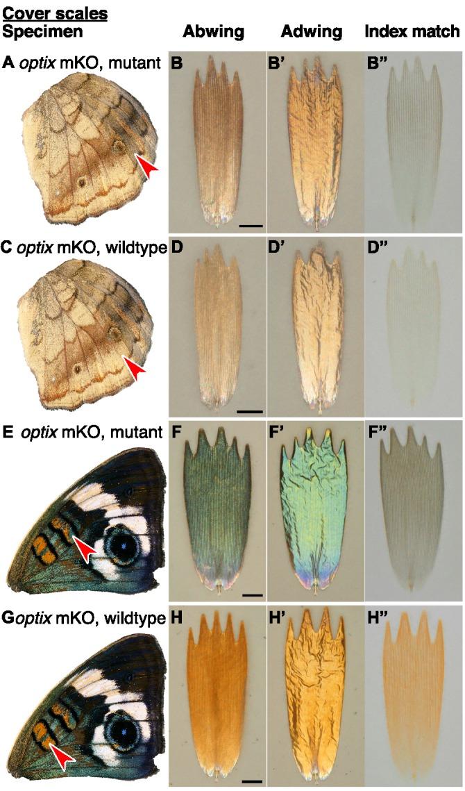https://cdn.ncbi.nlm.nih.gov/pmc/blobs/c3ae/7138606/d052433546b0/elife-52187-fig6.jpg