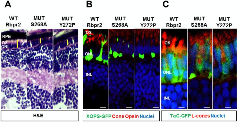 https://cdn.ncbi.nlm.nih.gov/pmc/blobs/c3ae/7290320/a11adc22e084/cells-09-01099-g011.jpg
