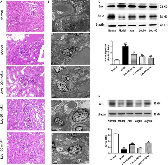 https://cdn.ncbi.nlm.nih.gov/pmc/blobs/c3af/7294151/917eb8d2d147/JCMM-24-6083-g002.jpg