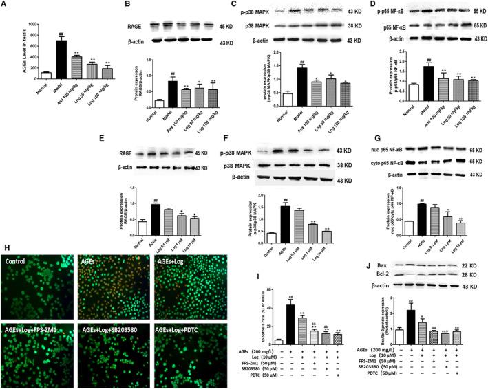 https://cdn.ncbi.nlm.nih.gov/pmc/blobs/c3af/7294151/afbc84e06045/JCMM-24-6083-g007.jpg