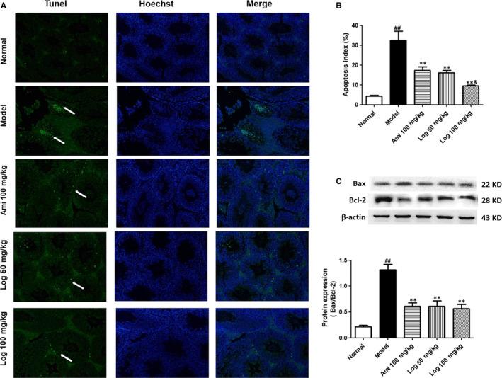 https://cdn.ncbi.nlm.nih.gov/pmc/blobs/c3af/7294151/ec747f64e70d/JCMM-24-6083-g004.jpg