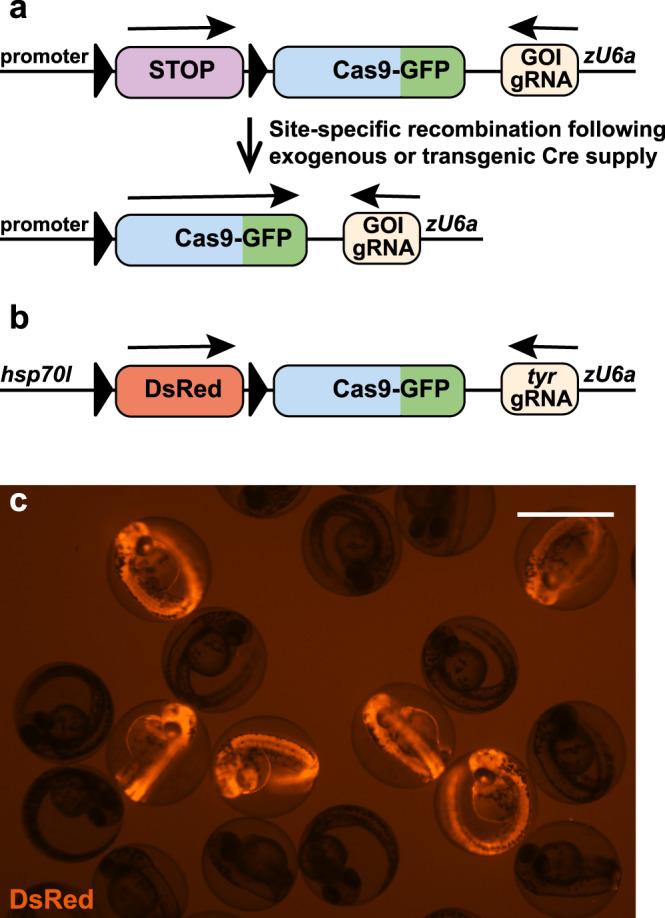 https://cdn.ncbi.nlm.nih.gov/pmc/blobs/c3b6/7893016/b822aebe2606/41467_2021_21427_Fig1_HTML.jpg