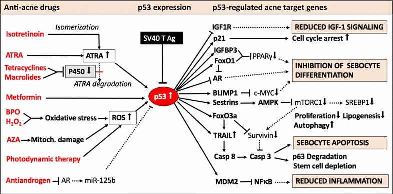 https://cdn.ncbi.nlm.nih.gov/pmc/blobs/c3b8/5606086/bab65e940af1/12967_2017_1297_Fig2_HTML.jpg