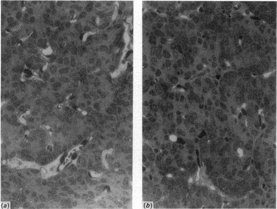 https://cdn.ncbi.nlm.nih.gov/pmc/blobs/c3b9/1235598/aa53fc09903b/janat00360-0091-a.jpg
