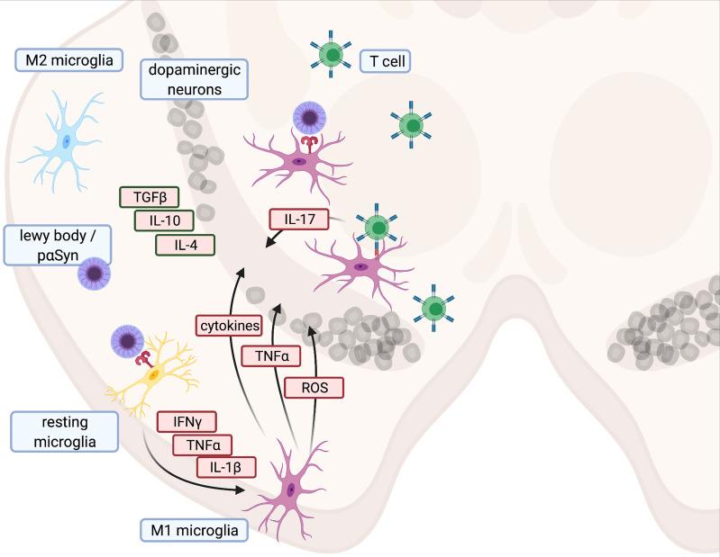 https://cdn.ncbi.nlm.nih.gov/pmc/blobs/c3b9/9158130/9700979c728a/fimmu-13-878771-g001.jpg