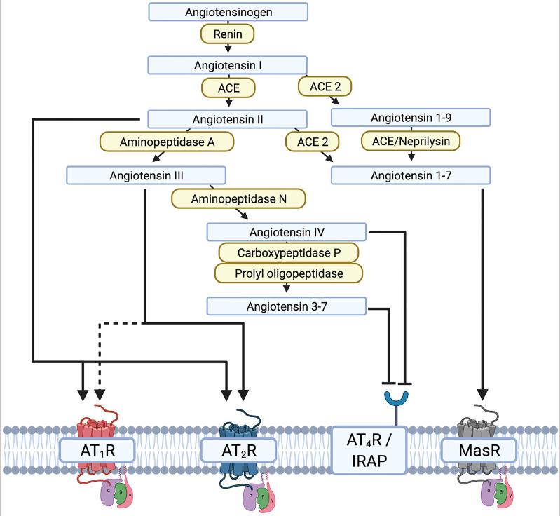 https://cdn.ncbi.nlm.nih.gov/pmc/blobs/c3b9/9158130/e7d346c26933/fimmu-13-878771-g002.jpg