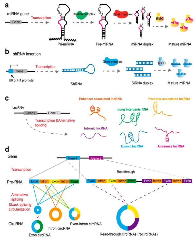 https://cdn.ncbi.nlm.nih.gov/pmc/blobs/c3be/7552721/376bb638eccb/bioengineering-07-00091-g001.jpg